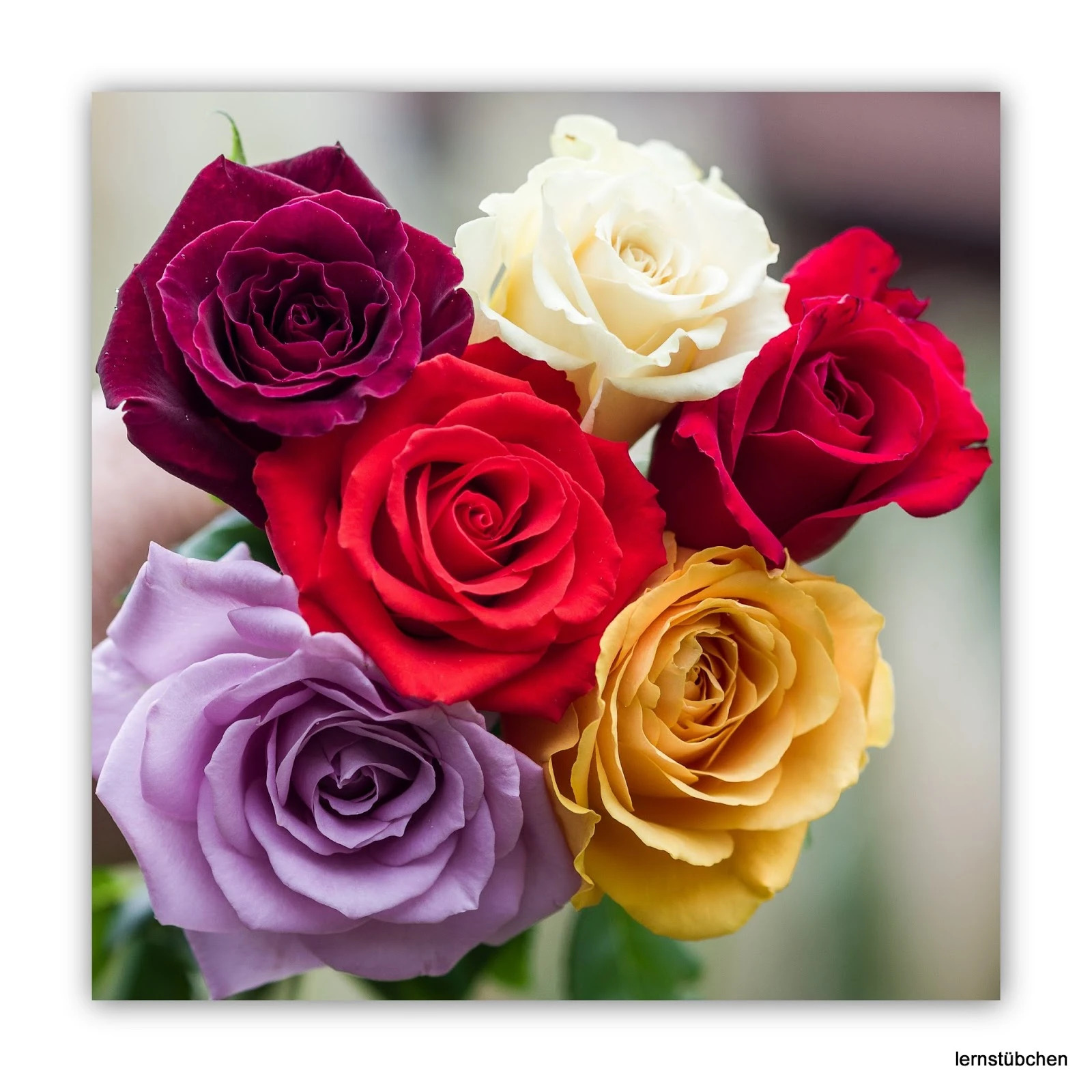Lernstübchen - bunte Rosen.jpeg